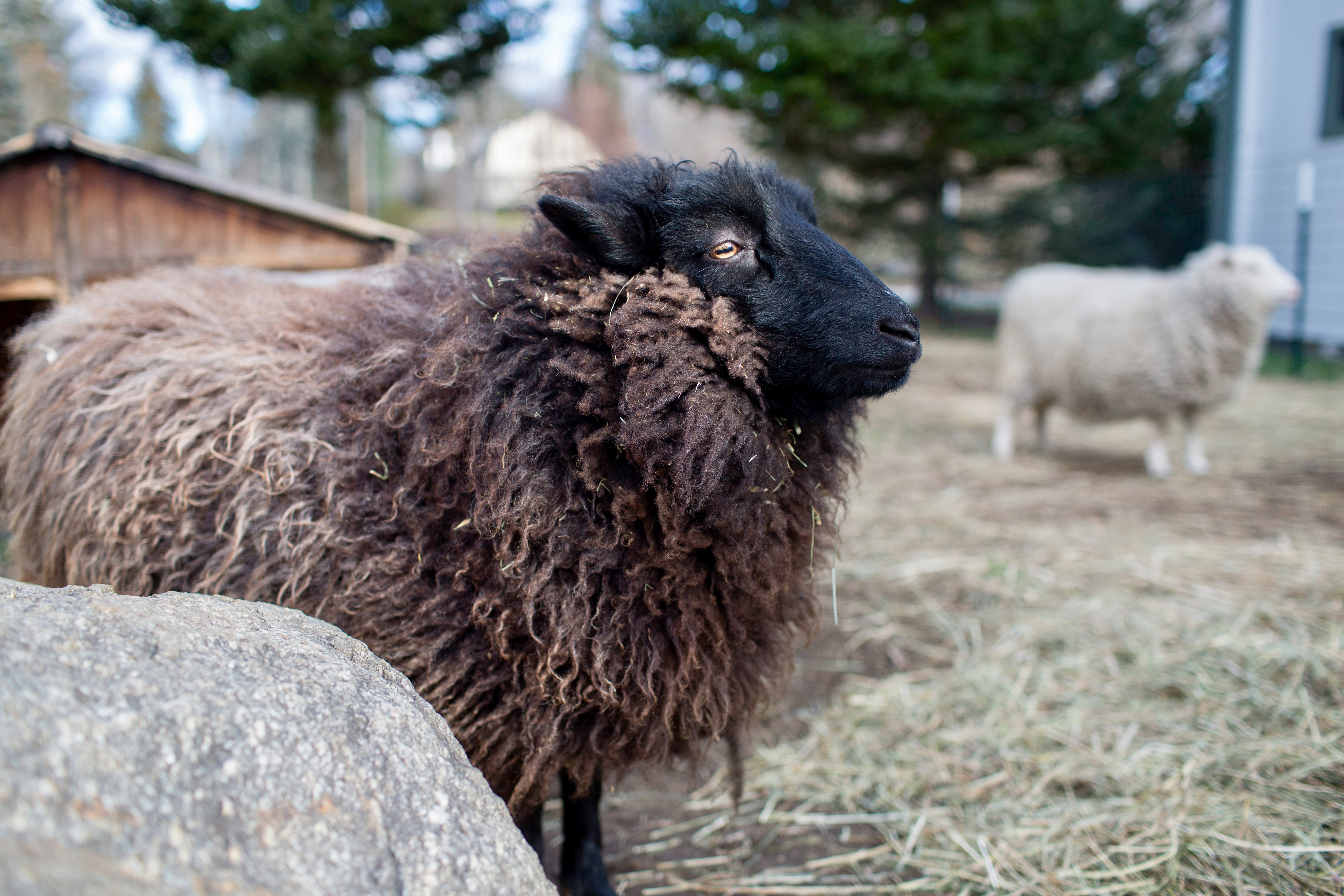 More sheep at the farm.