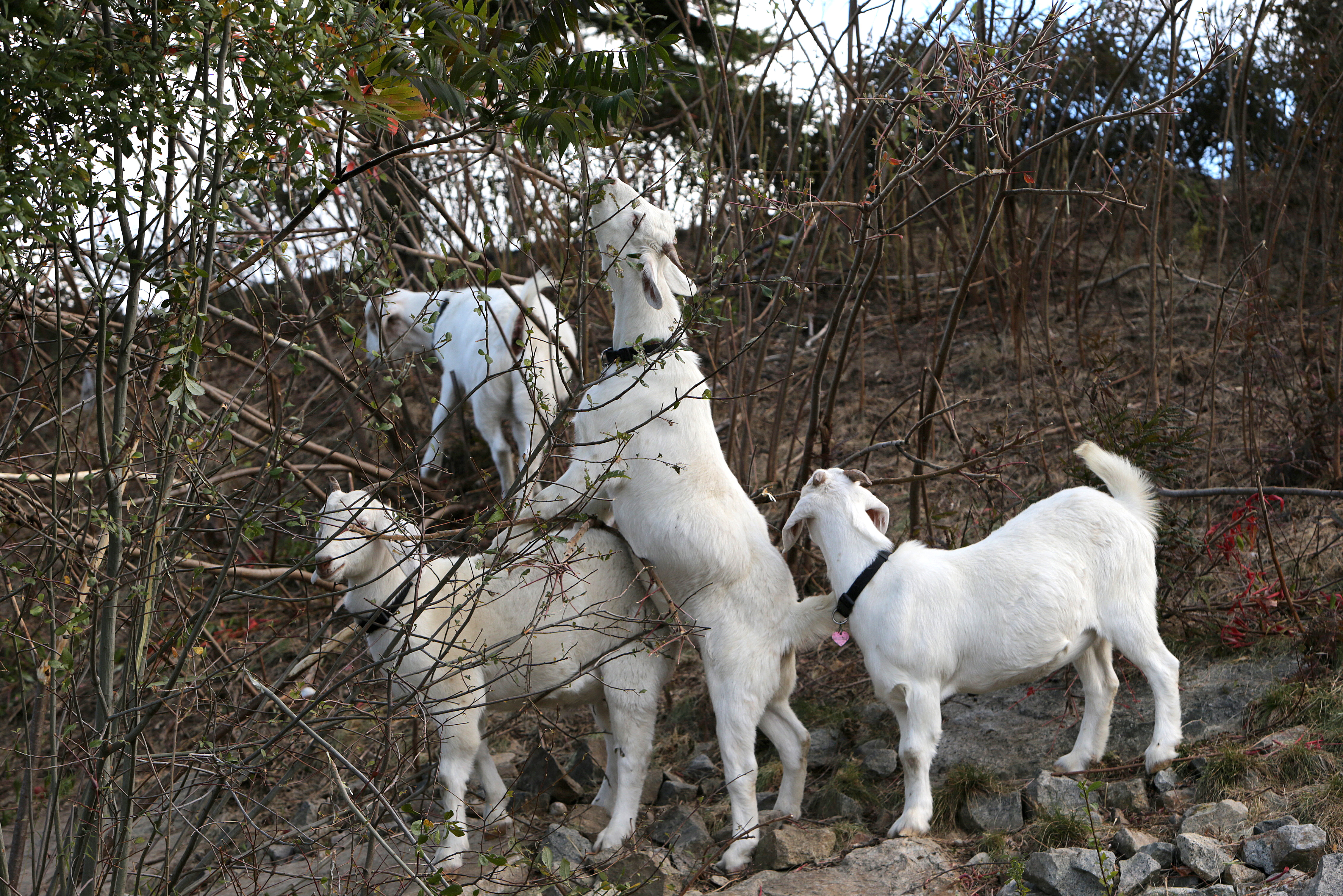 The Goatscaping Company Cashmere goats do their thing at Black Rock Country Club in Hingham.