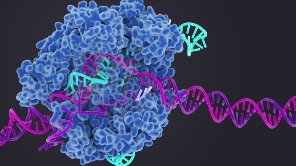 The CRISPR system at the core of Zhang’s research is fiercely debated. Janet Iwasa