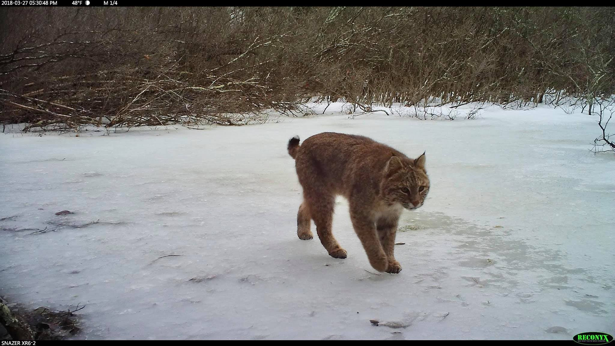 A bobcat makes his way across the ice.