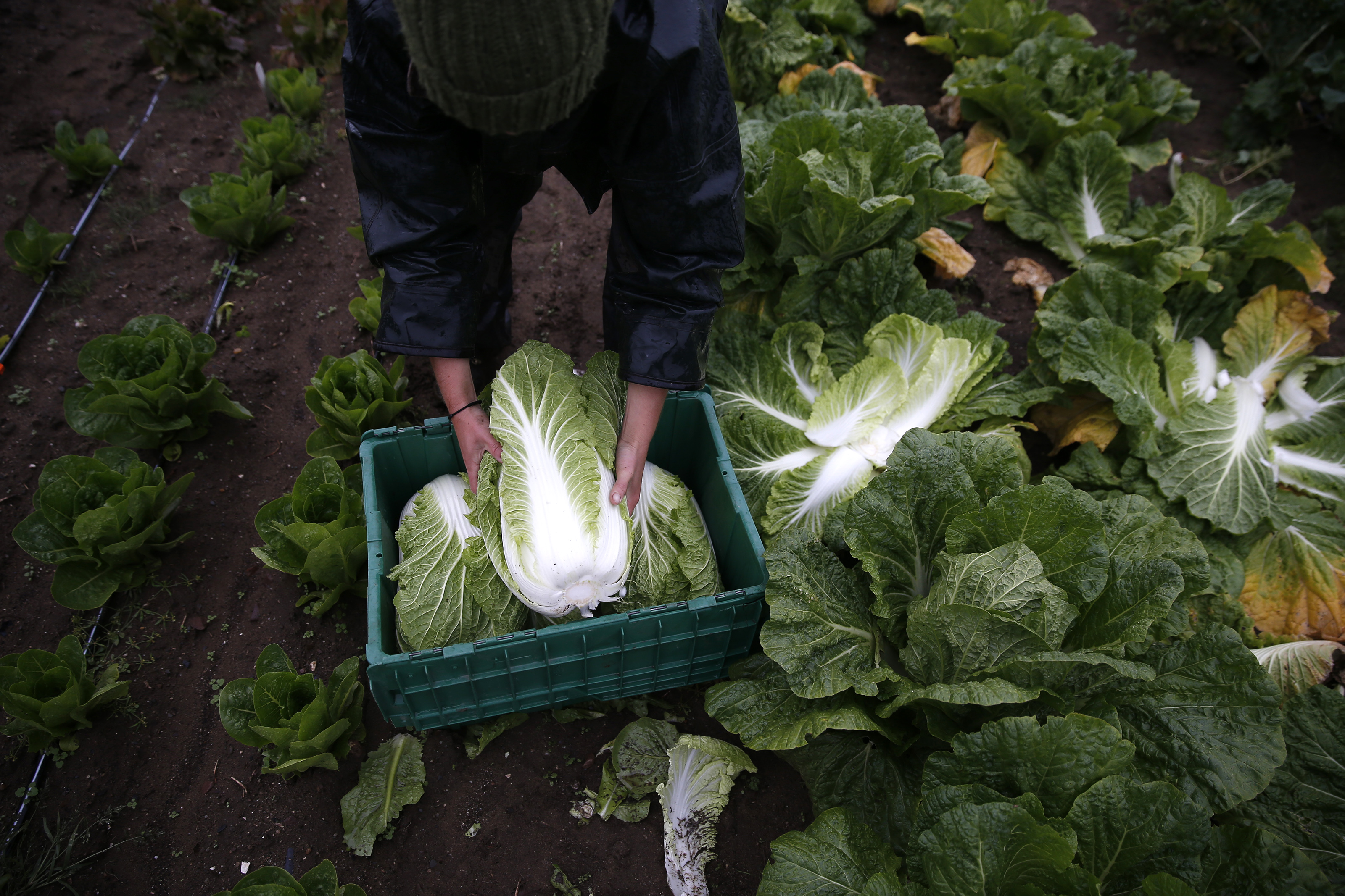 Addison Weening helped to harvest napa cabbage.: