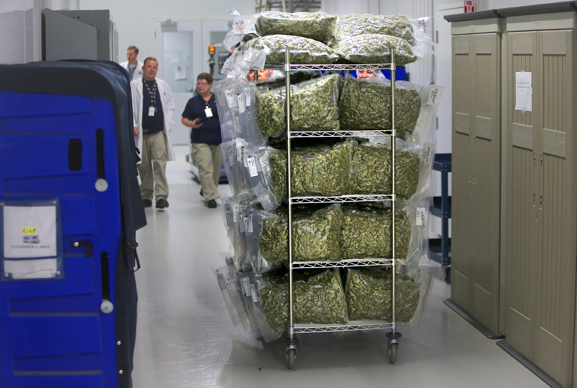 A cart full of bagged marijuana was rolled through the corridors at the Canopy Growth Corp.