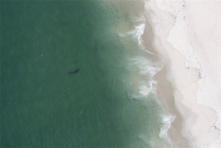 A 15-foot great white shark was spotted stalking seals Sunday about four or five miles south of the Chatham inlet.