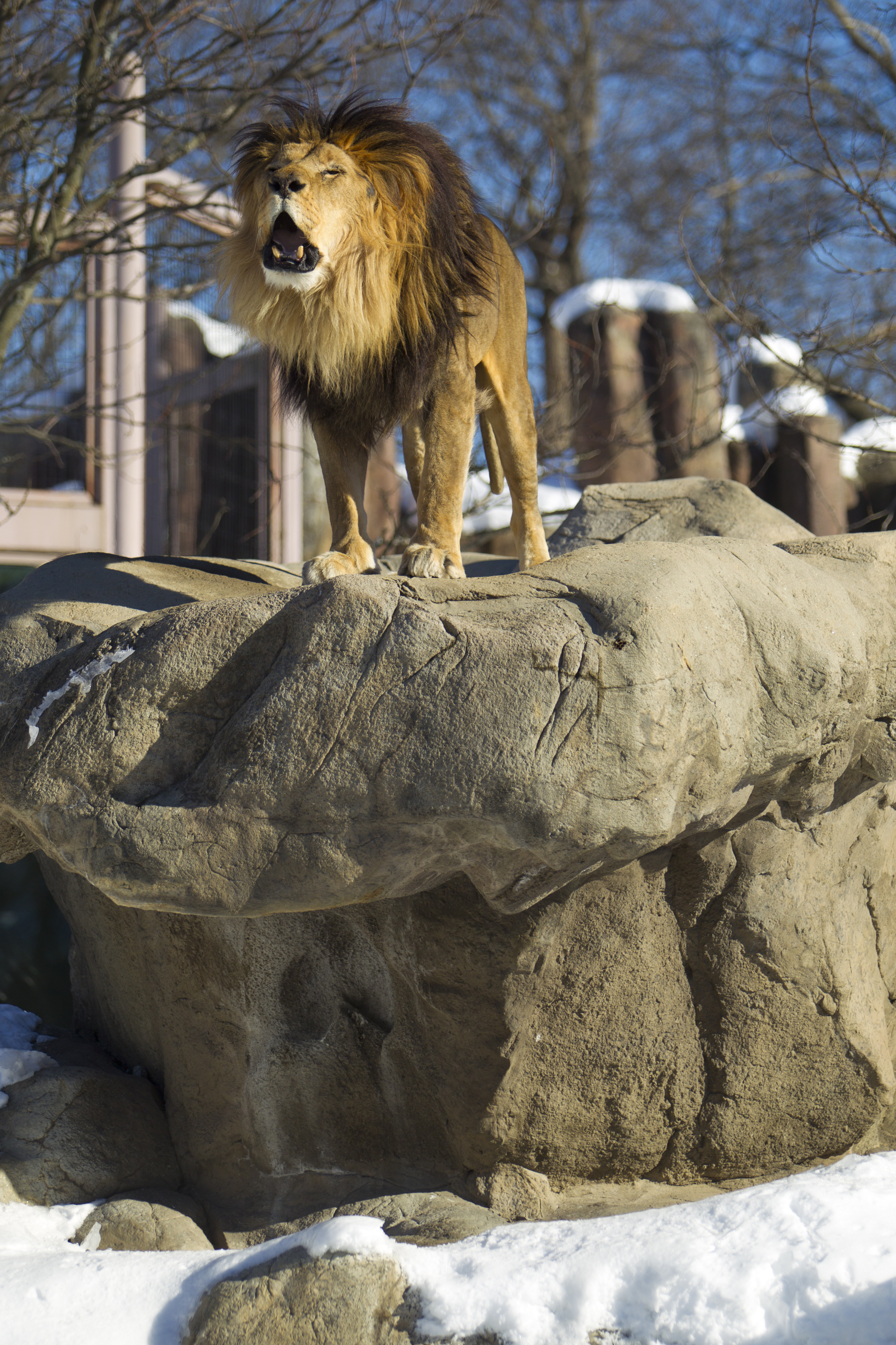 Christopher, the Franklin Park Zoo’s lion, roared from atop his heated rock in 2011.