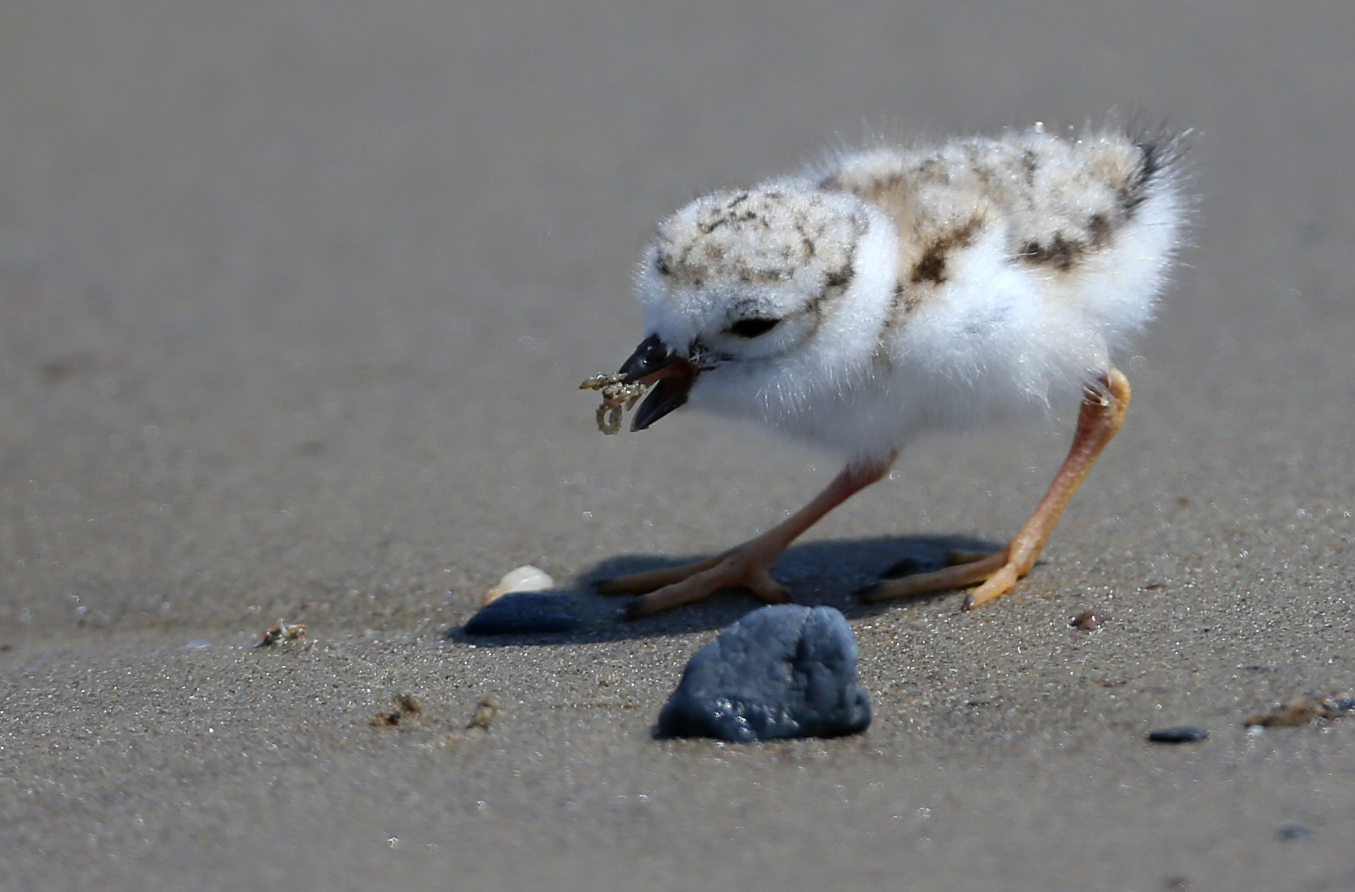 A piping plover chick enjoyed feeding at Revere Beach.