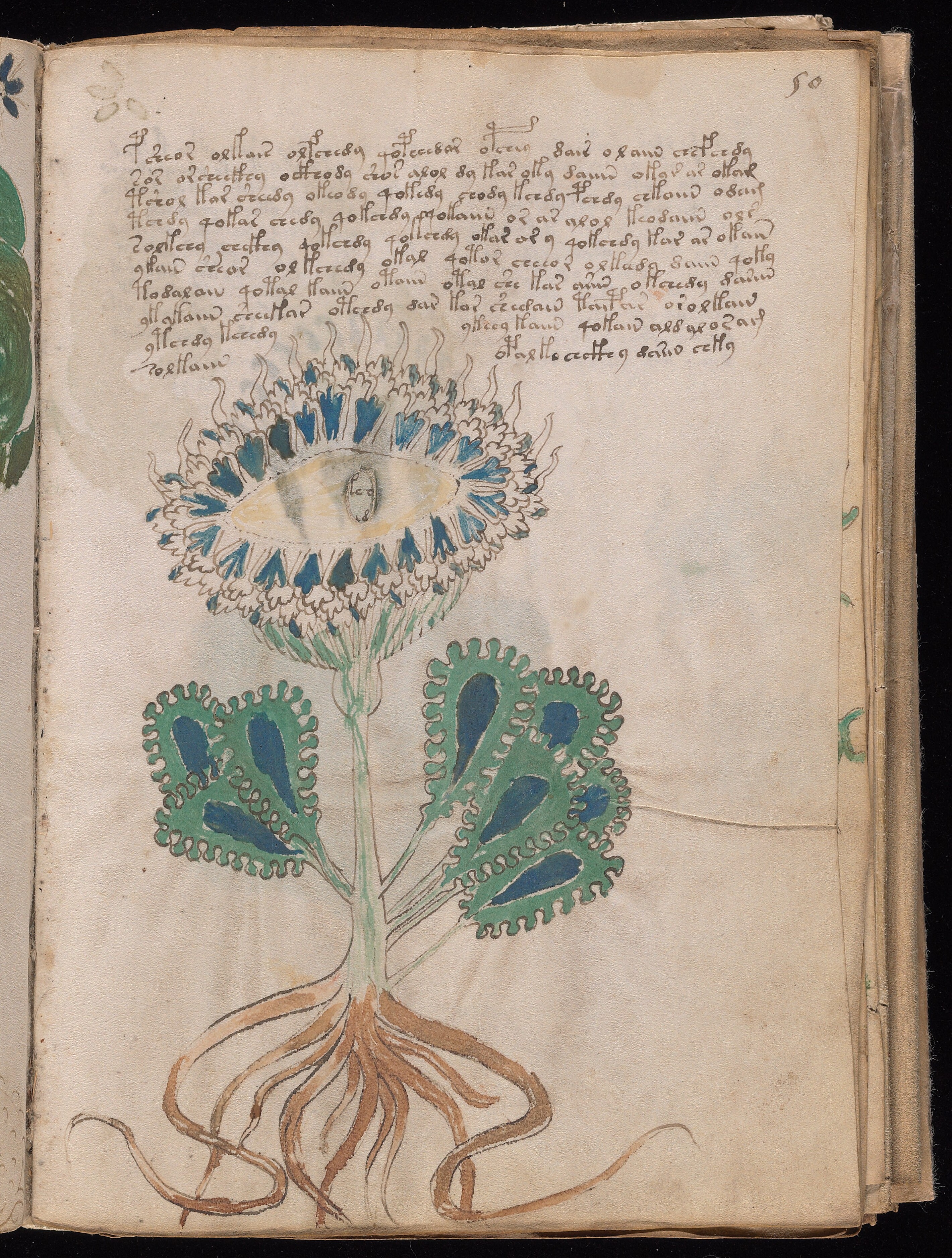 One of the botany illustrations.