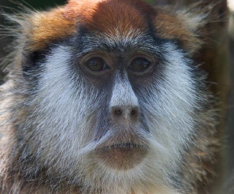 This patas monkey has a mustache, but it’s not as bushy as the Lorax’s
