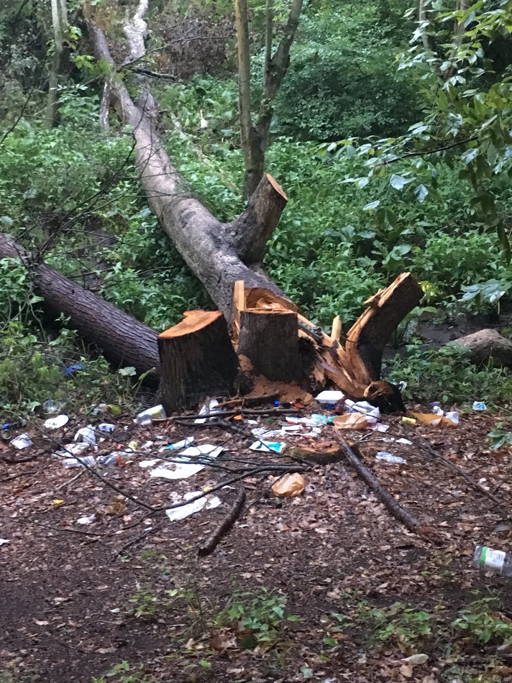 The “Door Tree,” which was found vandalized on July 17.