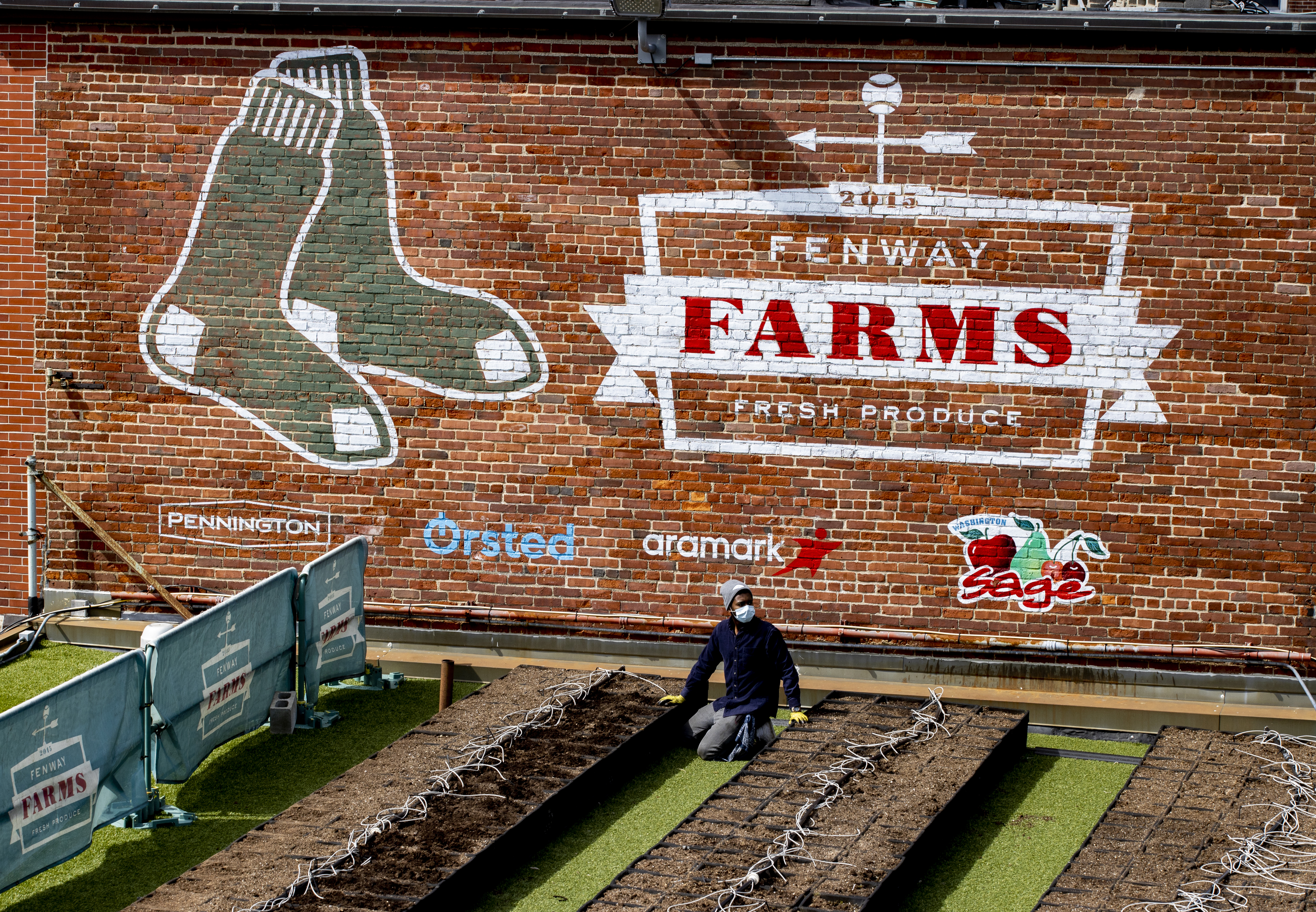 Fenway Farms organic vegetables will be donated to food local food banks.