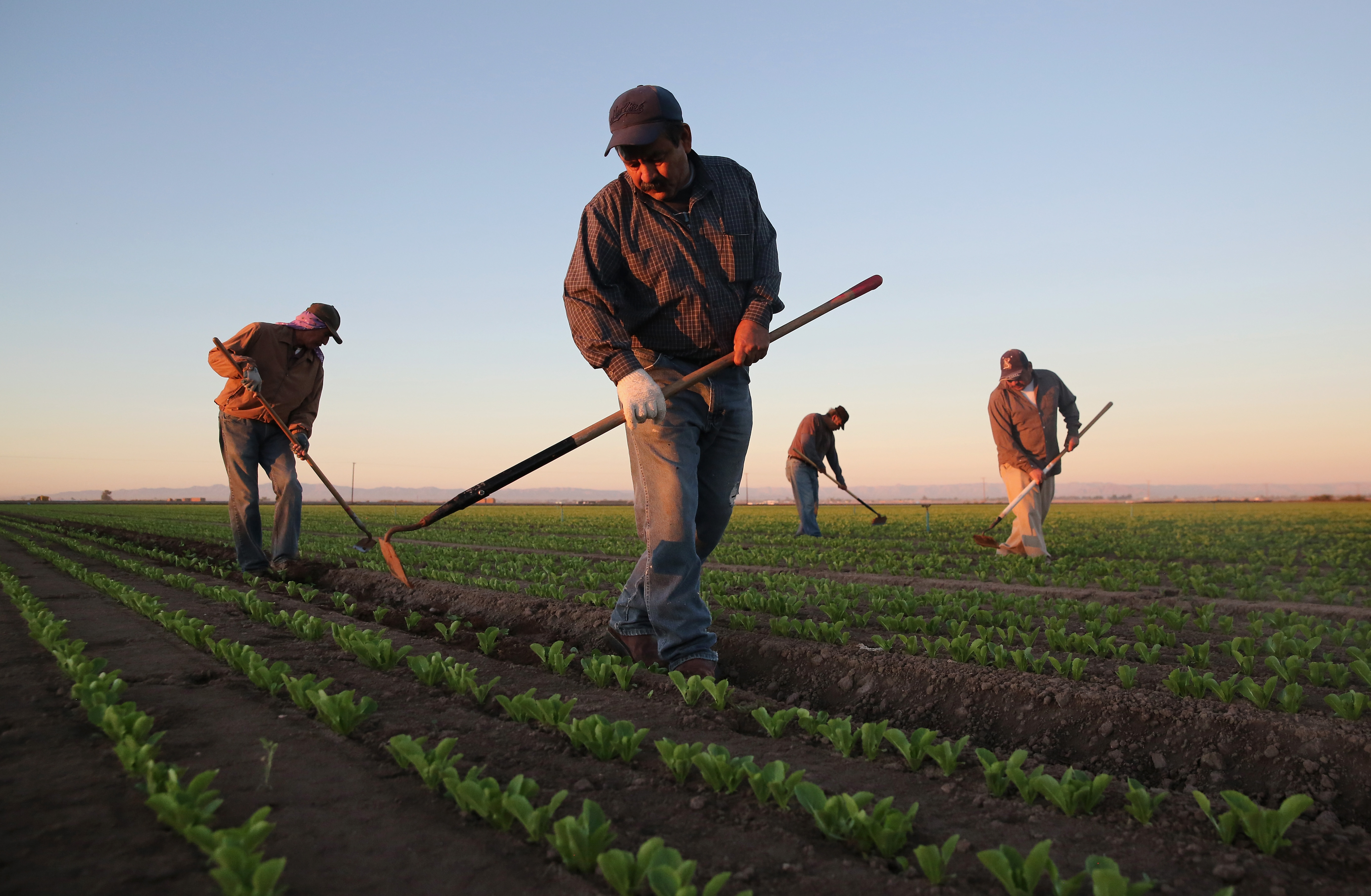 Mexican agricultural workers cultivated romaine lettuce on a farm in Holtville, Calif.