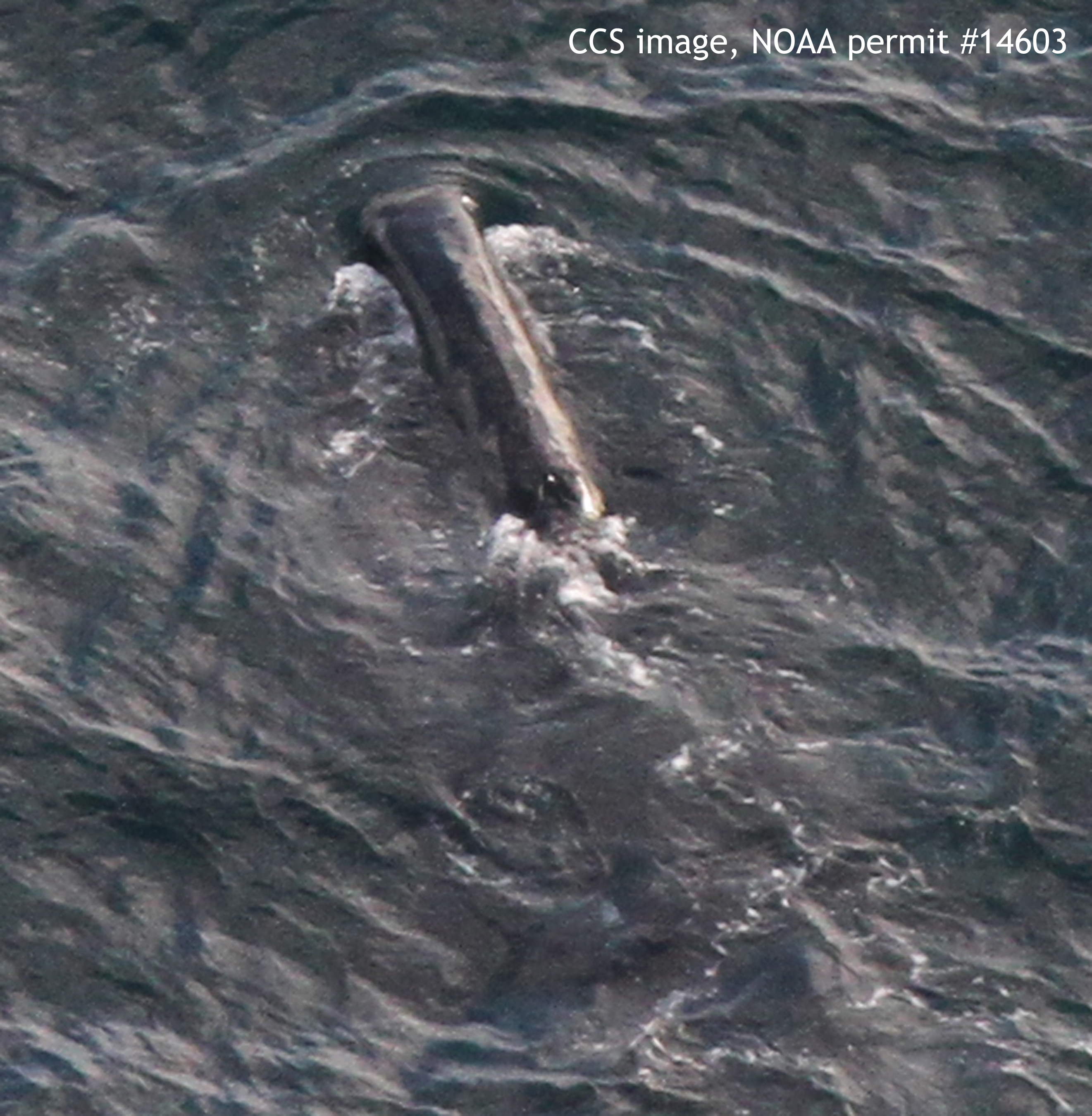 Researchers at the Center for Coastal Studies observed a bowhead whale in Cape Cod Bay.