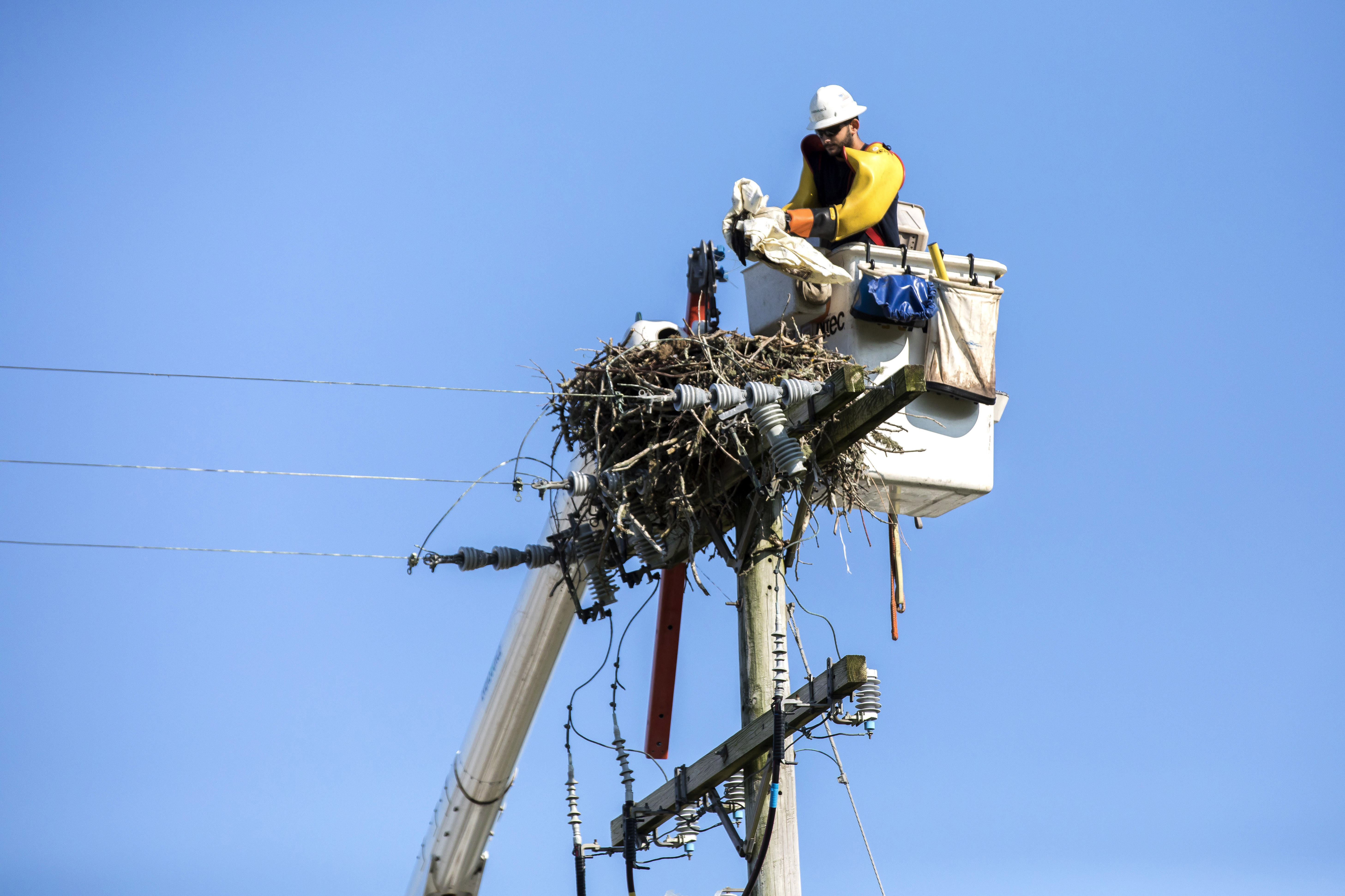 Eversource employee Macabe Martins returned a juvenile osprey to its nest at Monomoy Middle School in Chatham.