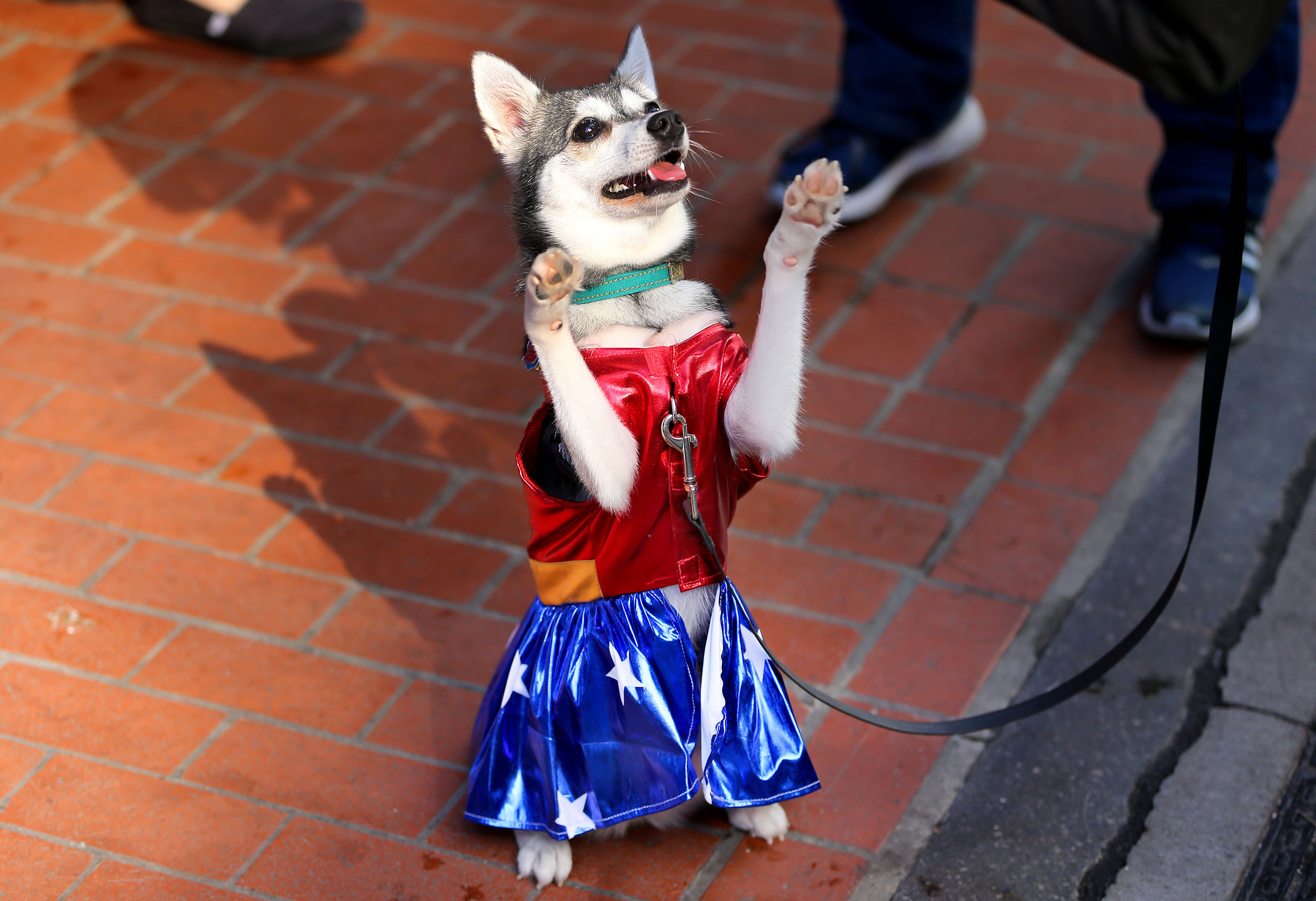 Juno, an Alaskan Klee Kai, was dressed as Wonder Woman as she showed off for the judges.