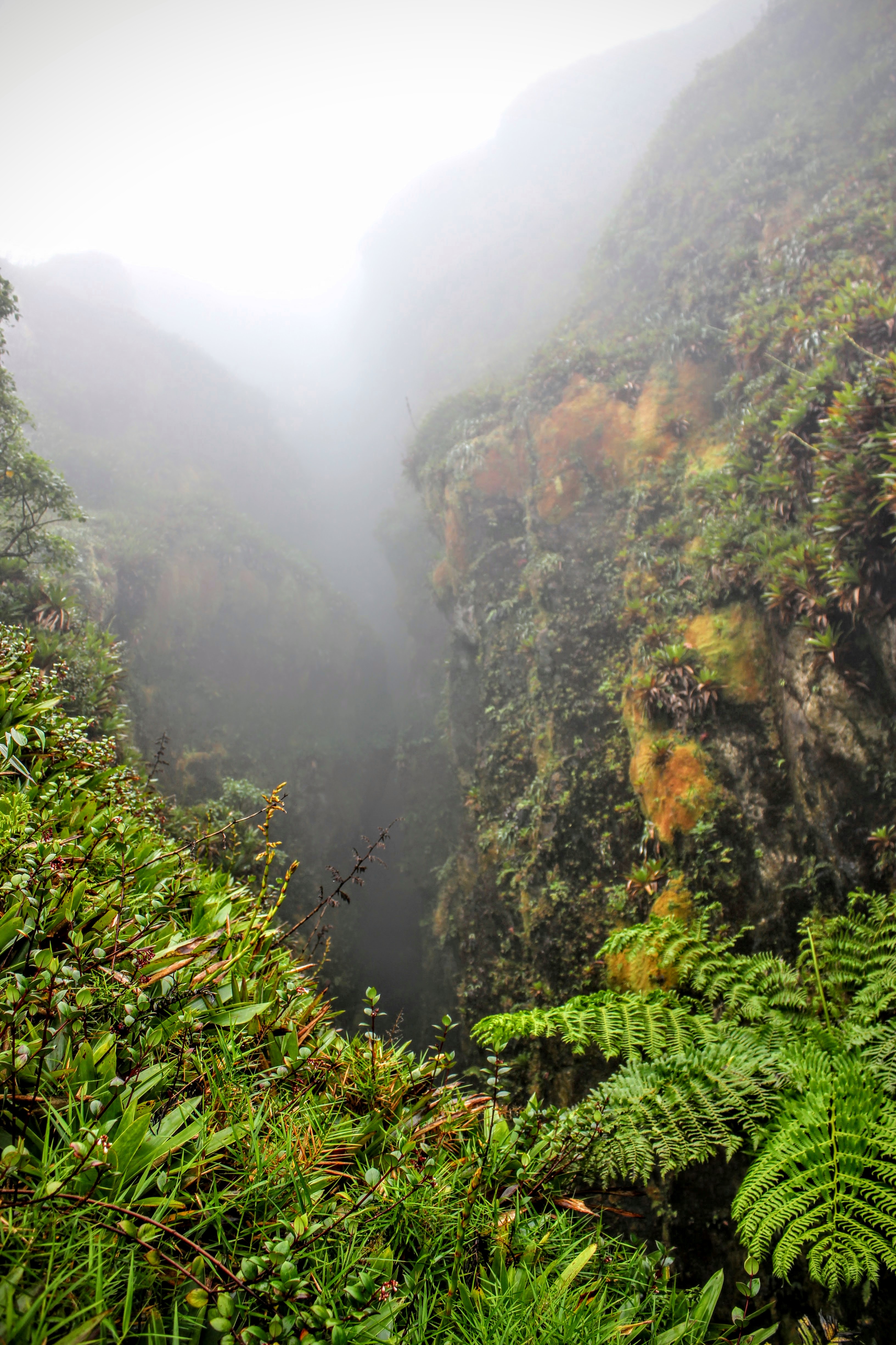 A hiking trail to the volcano La Grande Soufrière.