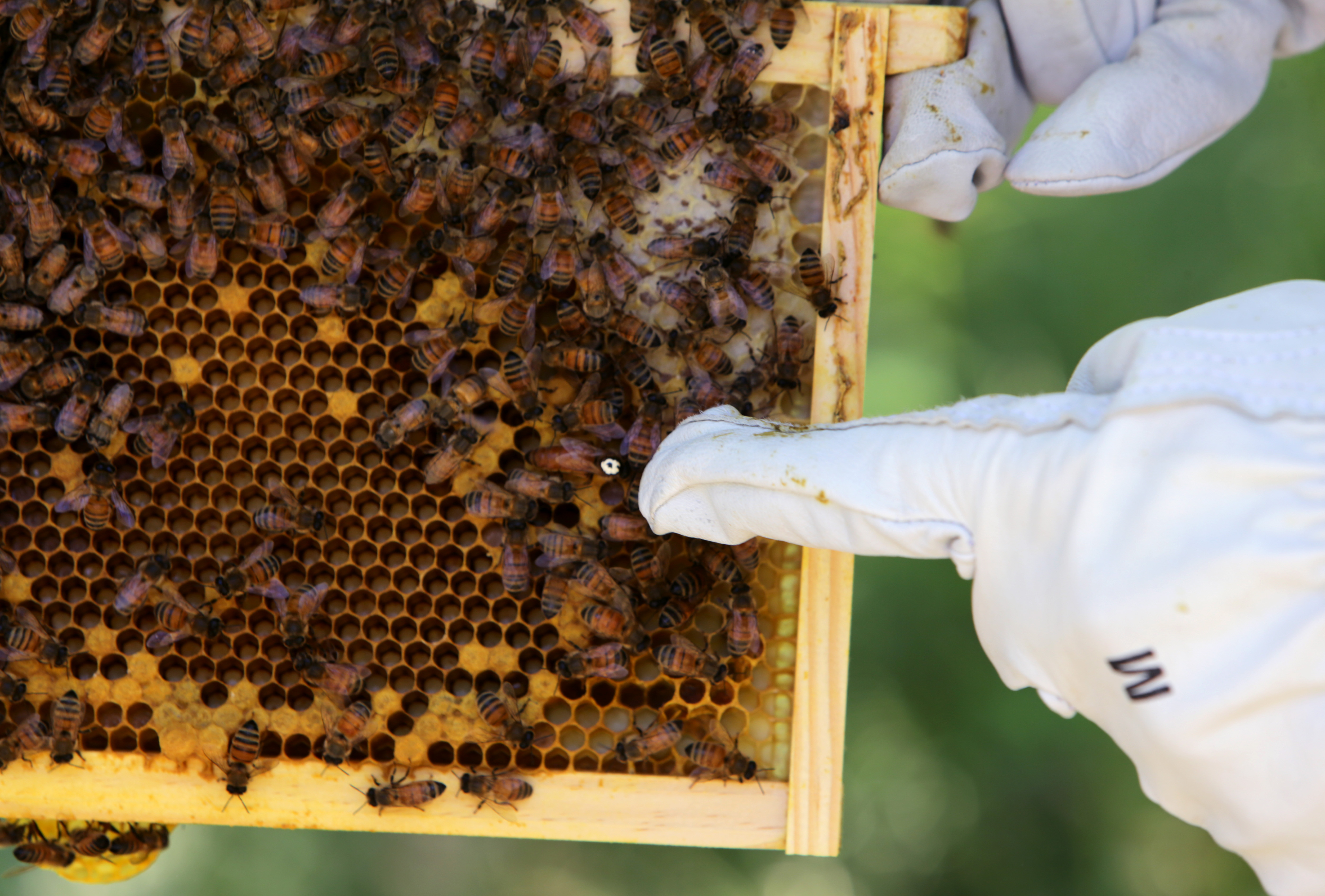 Sebastian Wright of Milton points out the queen bee, which is marked here by a white dot for easier identification.
