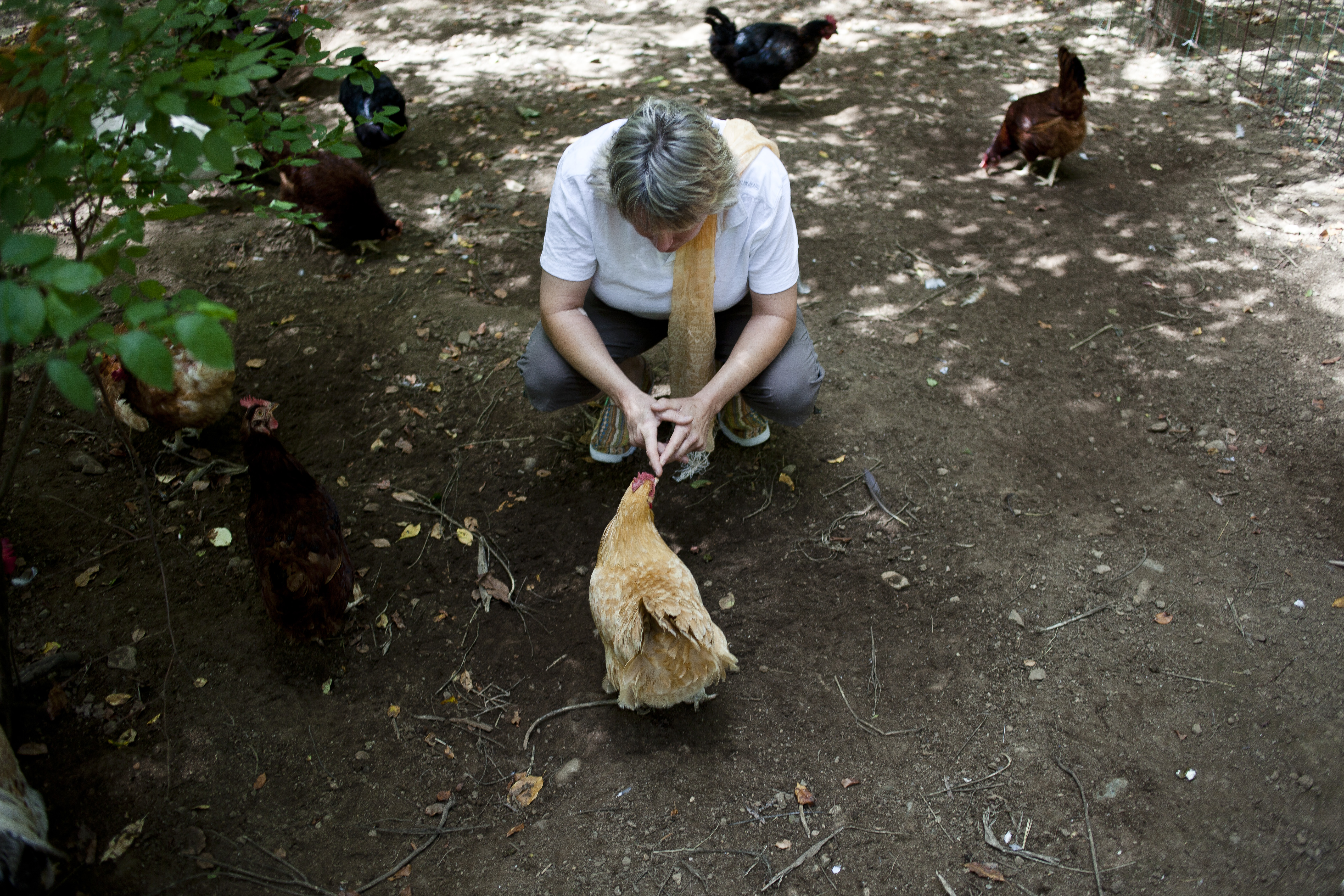 Janet Kennedy communicates with a chicken at the Natick Community Farm.