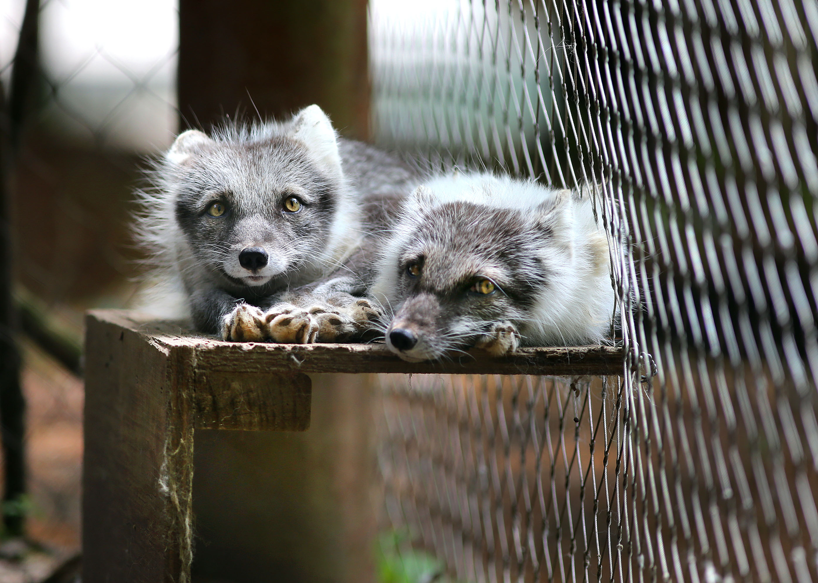 Arctic foxes, a brilliant white in winter, are molting as they rest on a hot, humid day at Stone Zoo.