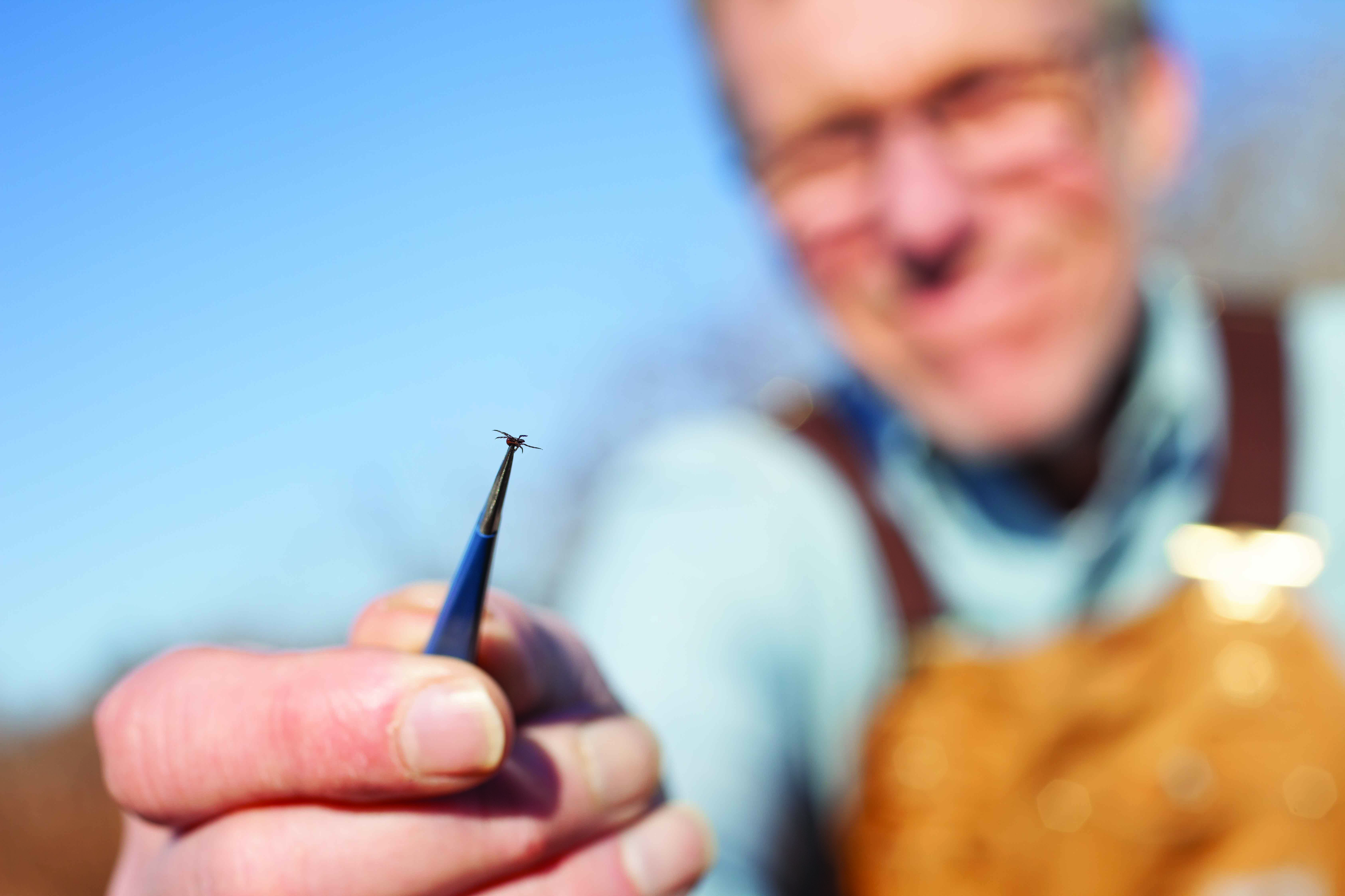 Thomas Mather, head of the University of Rhode Island’s TickEncounter Resource Center, holds an adult tick in a pair of tweezers.