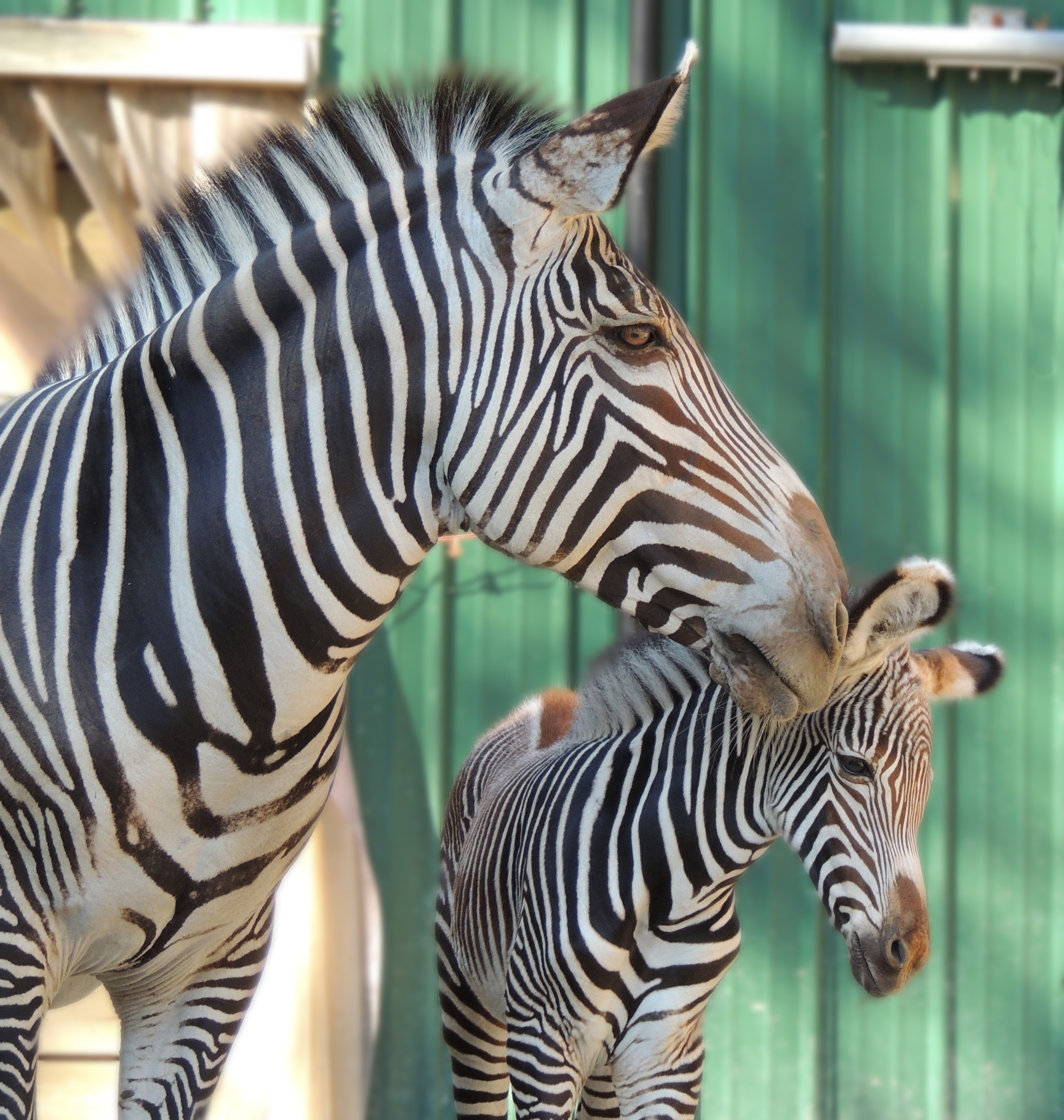 The male foal was born about two weeks ago at the Franklin Park Zoo in Boston. The public’s help is being sought in selecting a name for the new little guy.