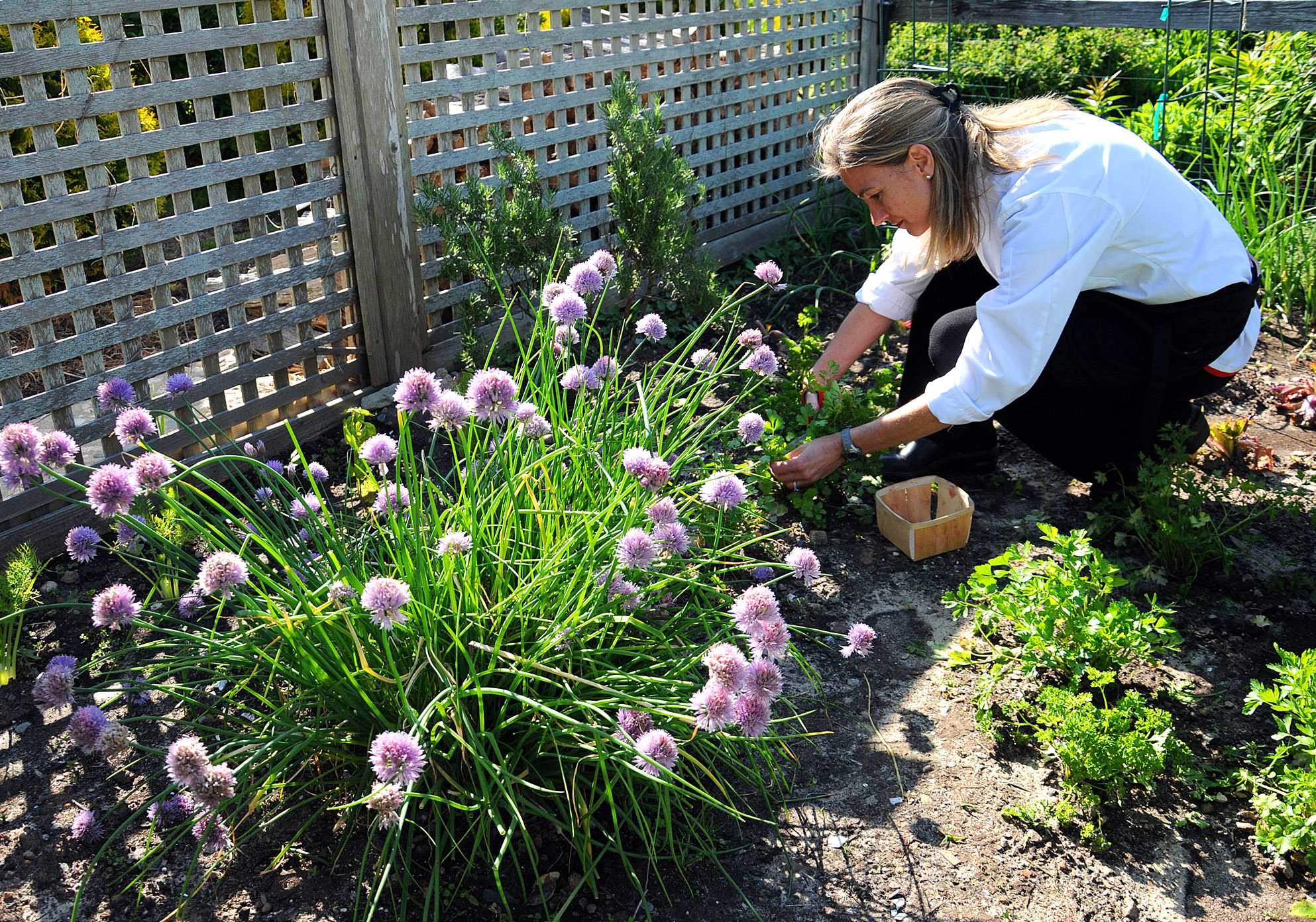 Culinary assistant Julia Nordgren cut cilantro.